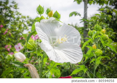 Pure white Titan Bikas Pure white Titan Bikas 80594058