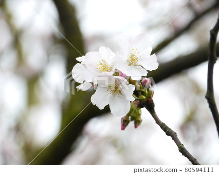 Cherry blossoms  80594111