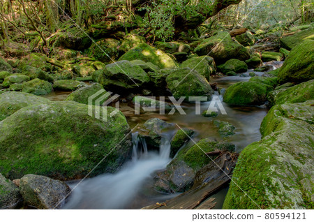 屋久島寂靜森林 80594121