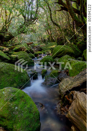 屋久島寂靜森林 80594122