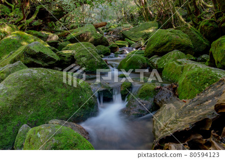 屋久島寂靜森林 80594123