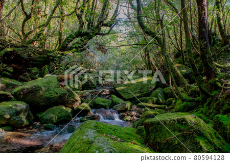 屋久島寂靜森林 80594128