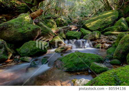 Yakushima Silence Forest Yakushima Silence Forest 80594136