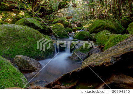 Yakushima Silence Forest Yakushima Silence Forest 80594140