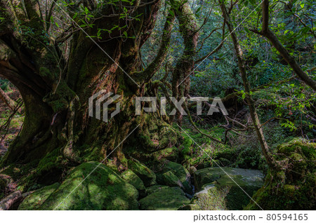 Yakushima Silence Forest 80594165