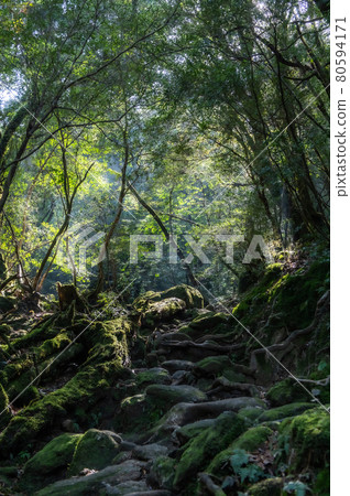 Yakushima Silence Forest Yakushima Silence Forest 80594171