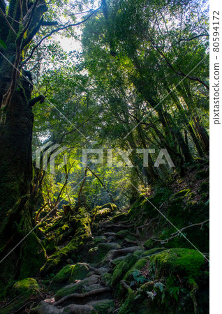 Yakushima Silence Forest 80594172