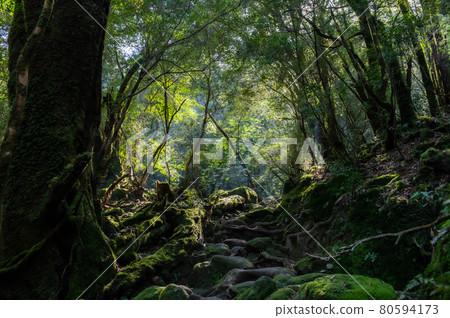 Yakushima Silence Forest 80594173