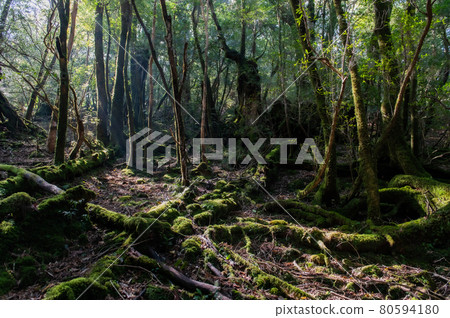 屋久島寂靜森林 80594180