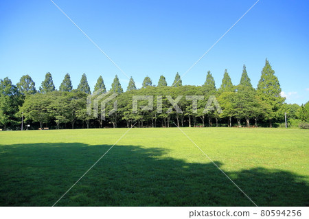 夏季公園水杉樹 夏季公園水杉樹 80594256