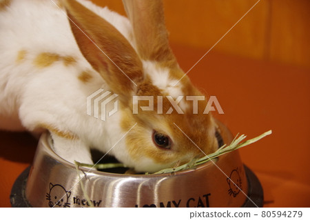 Rabbit of the year of the rabbit, one of the zodiac signs 80594279