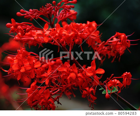 Red flower	 80594283