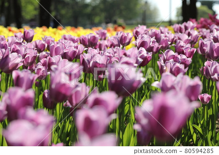 Tulip Tulip 80594285