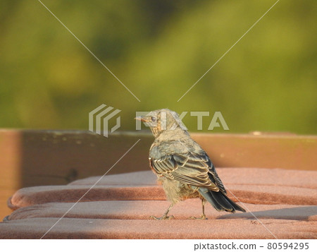 野鳥雛鳥離開巢穴後立即在水錶面反射 80594295