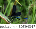 Dragonfly  80594347
