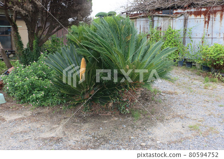 Cycad cycad Cycad cycad 80594752
