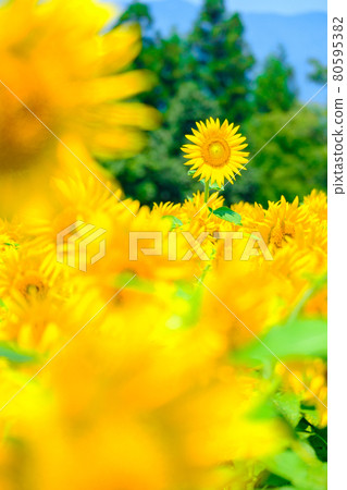 Sunflower (at Nanohana Park, Iiyama City) 80595382