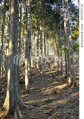 閃耀在金比羅山脊上的奧武藏大藥野頭朝日 閃耀在金比羅山脊上的奧武藏大藥野頭朝日 80595516