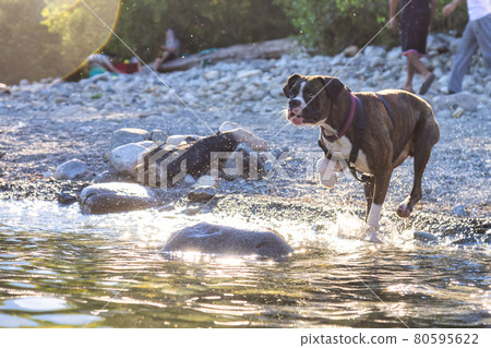 Playful and Funny Boxer Dog swimming in the water 80595622