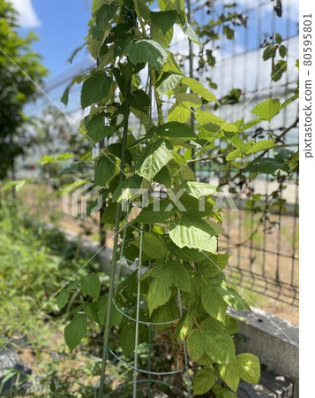 Raspberries that attract and encourage growth 80595801