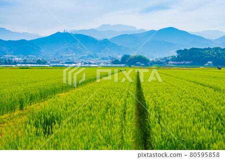 Wheat field and Mt. Ishizuchi in Saijo City, Ehime Prefecture (photographed in April 2021) Wheat field and Mt. Ishizuchi in Saijo City, Ehime Prefecture (photographed in April 2021) 80595858
