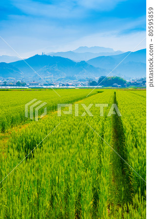 Wheat field and Mt. Ishizuchi in Saijo City, Ehime Prefecture (photographed in April 2021) 80595859
