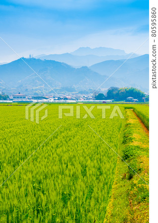 Wheat field and Mt. Ishizuchi in Saijo City, Ehime Prefecture (photographed in April 2021) 80595860