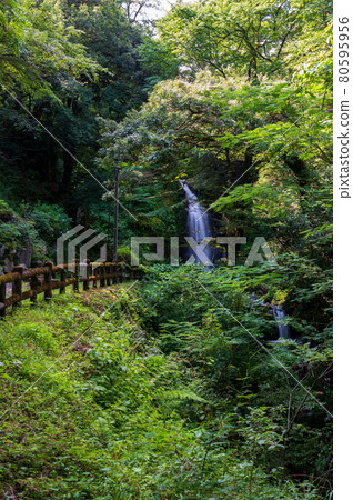 Ichijo Falls, which draws a majestic string of water with a head of 12m (photographed at the end of July 2021) Ichijo Falls, which draws a majestic string of water with a head of 12m (photographed at the end of July 2021) 80595956