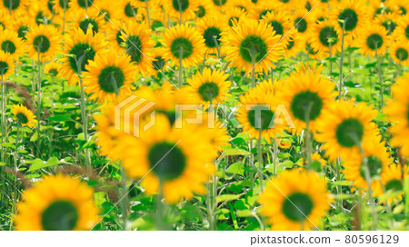 The sunflower behind The sunflower behind 80596129