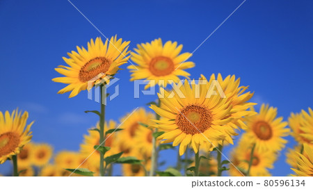 The world of sunflowers 80596134
