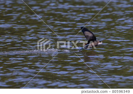 White-throated needletail ⑬ (Hokkaido) White-throated needletail ⑬ (Hokkaido) 80596349