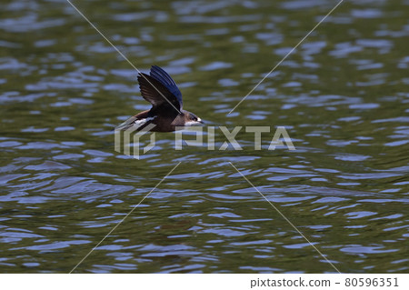 White-throated needletail ⑪ (Hokkaido) White-throated needletail ⑪ (Hokkaido) 80596351