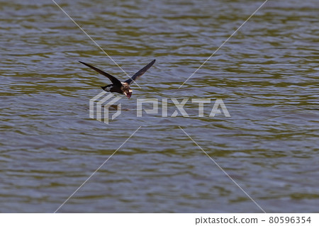 White-throated needletail ⑧ (Hokkaido) White-throated needletail ⑧ (Hokkaido) 80596354