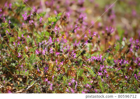 One side henbit One side henbit 80596712