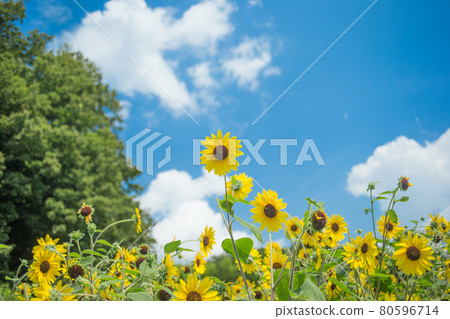 Blue sky and pretty sunflowers Blue sky and pretty sunflowers 80596714