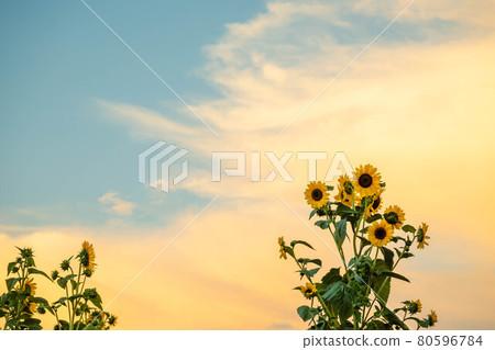 夕陽的天空和盛開的向日葵花 夕陽的天空和盛開的向日葵花 80596784