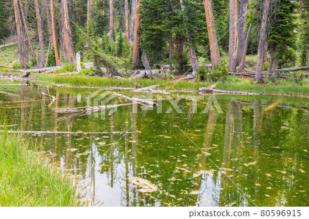 Overcast view of the Alpine Pond Overcast view of the Alpine Pond 80596915