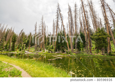 Overcast view of the Alpine Pond 80596916