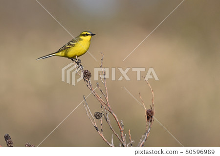 Yellow Wagtail ⑫ (Hokkaido) 80596989