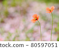 櫻花樹下靜靜綻放的紅花 80597051