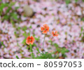 櫻花樹下靜靜綻放的紅花 80597053