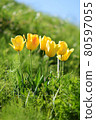 路邊的山坡上盛開的黃色鬱金香 80597055