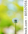 蒲公英白色孢子 80597056