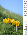 路邊的山坡上盛開的黃色鬱金香 80597057