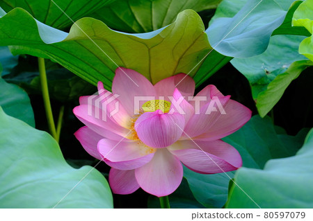 Lotus flower in Ueno / Shinobazu Pond Lotus flower in Ueno / Shinobazu Pond 80597079