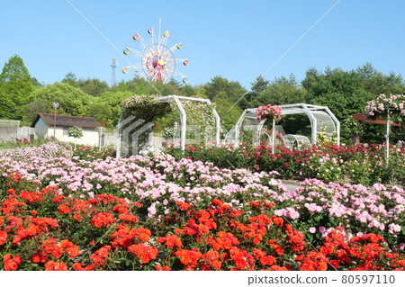 八峰綜合公園的玫瑰園 八峰綜合公園的玫瑰園 80597110