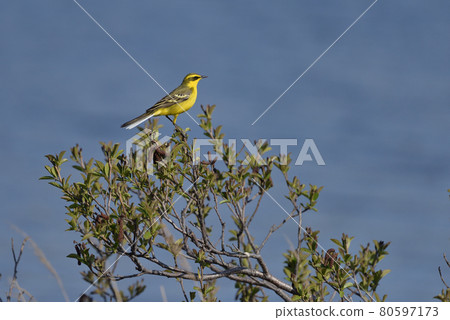 Yellow Wagtail ③ (Hokkaido) Yellow Wagtail ③ (Hokkaido) 80597173