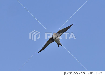 Sand martin ⑦ (Hokkaido) Sand martin ⑦ (Hokkaido) 80597174