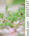櫻花樹下盛開的花 80597187