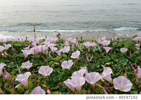持石海岸的旋花 80597192